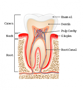 Dentist Kelowna Dr. Sandy Crocker Teeth Root Canal Dental Office